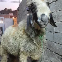 قوچ چاق فروشی ۵۰ کیلو گوشت خالص