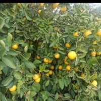 نهالستان مرکبات صاحب الزمان(ع)|خدمات باغبانی و درختکاری|بهبهان, |دیوار