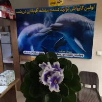 بنفشه آفریقایی دلفین رشت|گل و گیاه طبیعی|رشت, معلم|دیوار