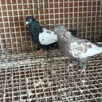 کفتر کبوتر رنگی|پرنده|شیراز, شهرک گلستان|دیوار