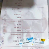 سگ پاکوتاه فروشی|سگ|نیک شهر, |دیوار