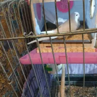 عروس هلندی جفت|پرنده|پاکدشت, پاکدشت (مامازند)|دیوار