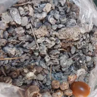 کود کبوتر وحشی ده ساله