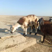 بره قوچی|حیوانات مزرعه|گنبد کاووس, |دیوار