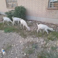 بز سانه