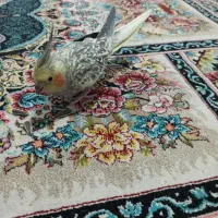 عروس هلندی سخنگو و دستی|پرنده|نسیمشهر, |دیوار