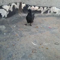 تخم نطفه دار|حیوانات مزرعه|مشهد, وحید|دیوار