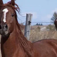 کره مادیان نوه خرسان لرستان مدرک دار