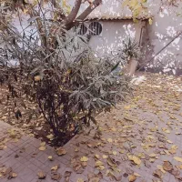 100متر ویلایی|اجارهٔ خانه و ویلا|کرج, عظیمیه|دیوار