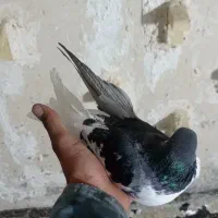 کفتر چپ و یال زرد