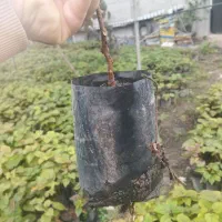 نهال بزر کیوی|گل و گیاه طبیعی|چوبر, |دیوار