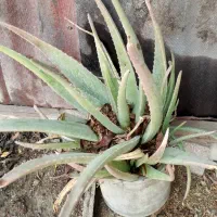 گل ها فروشی|گل و گیاه طبیعی|کنارک, |دیوار