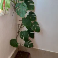 گل خانگی زیبا