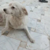 پامر۱ونیم ساله|سگ|یزد, |دیوار