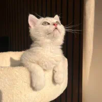 گربه سیلور اصیل|گربه|نور, |دیوار