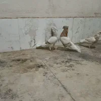 کفتر نروماده زردی بشرط پرش و سو با جوجش