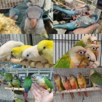 خرید فروش معاوضه طوطی گرینچیک راهب دستی سخنگو