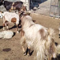 دو عدد نر بز