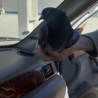 کبوتر گم شده.پیدا شده