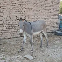 الاغ نر میش و بز|حیوانات مزرعه|گرمسار, |دیوار