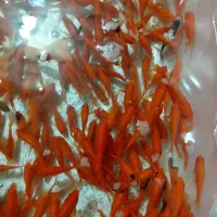 ماهی قرمز|ماهی|یزد, |دیوار