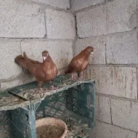 کبوتر|پرنده|میاندوآب, |دیوار