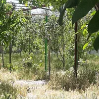 ملک چهاردیواری ۱۸۰۰ متری روستای نیر