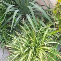 گل های طبیعی با یک زیره برای گل و وسایل|گل و گیاه طبیعی|کرمانشاه, |دیوار