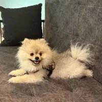 سگ پامرانین