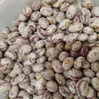 لوبیا چیتی زنجان