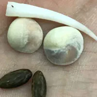 مهره اصل|بدلیجات|اهواز, کوروش|دیوار