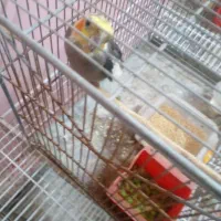 پرنده.عروسهلندی|پرنده|گنبد کاووس, |دیوار