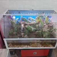 پالاداریوم (اکواریوم)|گل و گیاه طبیعی|یزد, |دیوار