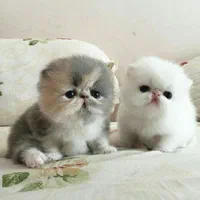 مجموعه گربه های اشرافی (پرشین بریتیش اسکاتیش)|گربه|تهران, پونک|دیوار