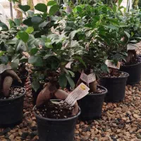 بونسای زیبای جینسینگ