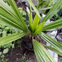 پالم شمشاد یاس هلندی یوکا