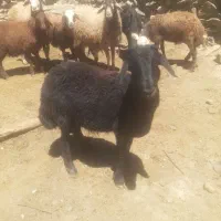 انواع بره نر