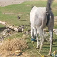 اسب|اسب و تجهیزات اسب‌سواری|الیگودرز, |دیوار