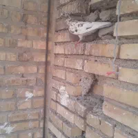 چنتا کفتردارم واسه فروش|پرنده|خرمشهر, |دیوار