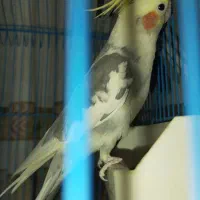 عروس هلندی نر