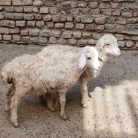 دو عدد بره عروسک خوشگل سفید نر ماده درشت مست|حیوانات مزرعه|مشهد, رسالت|دیوار