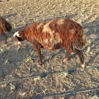 بره نر|حیوانات مزرعه|هشتگرد, شهرک سهیلیه|دیوار