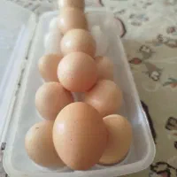 تخم‌مرغ بومی