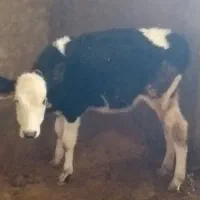 گاوباگوساله سیمینتال|حیوانات مزرعه|بروجرد, |دیوار