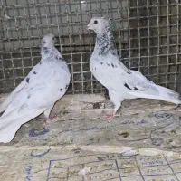 سه تا ماده دم سفید بندی جوون