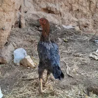مرغ لاری