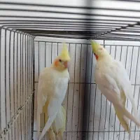 جوجه عروس هلندی تقریبا ۳ ماهه|پرنده|زنجان, |دیوار