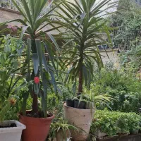 گل وگیاهان باغچه ای وآپارتمان|گل و گیاه طبیعی|تهران, قلهک|دیوار