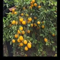 باغچه ۱۰۰۰متری با اب تسویه و برق|فروش زمین و ملک کلنگی|دزفول, |دیوار