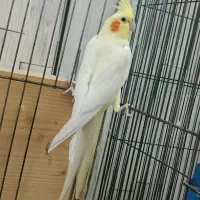 عروس هلندی لوتینو|پرنده|قمرود, |دیوار